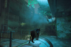 Stray_20230105001446