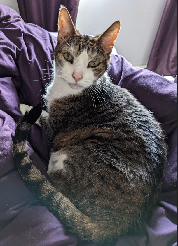 My cat Allister a few weeks before he crossed the rainbow bridge at 18 years old.